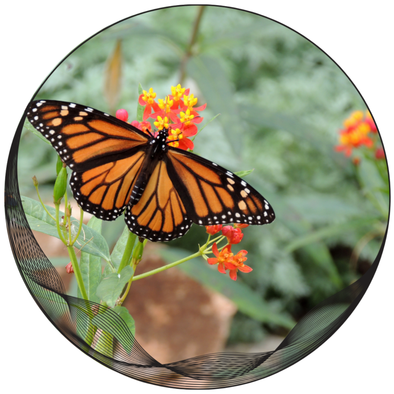 Monarch butterfly on plant.